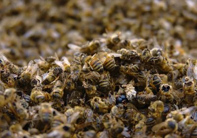 Interdiction des néonicotinoides tueurs d’abeilles